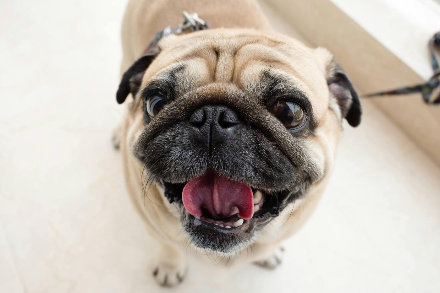 Is a Pug Right for You? Honest Guide for Future Owners