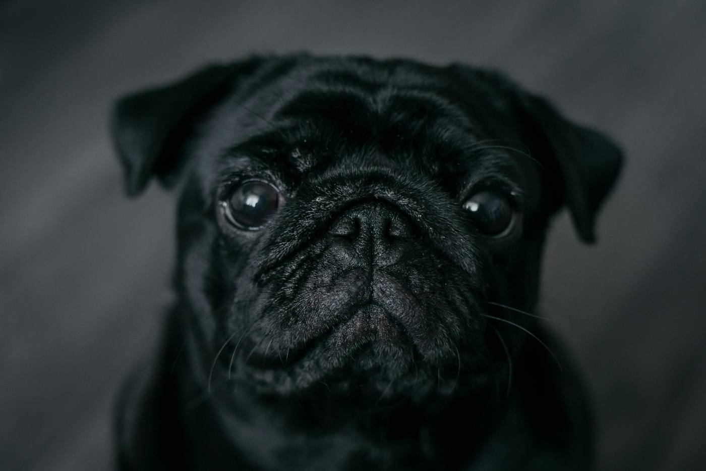 Pug Health category