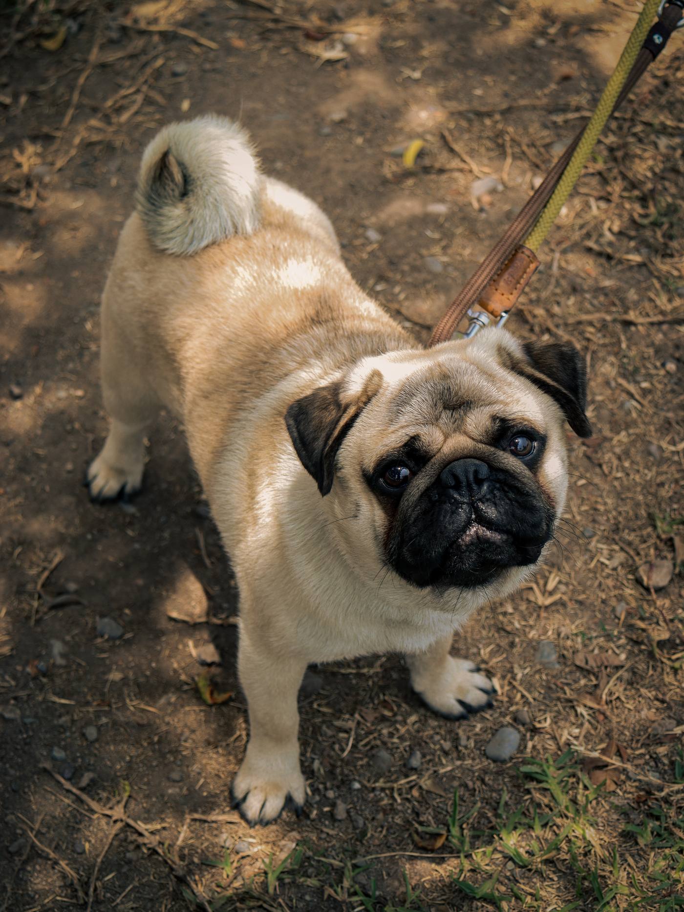Can Pugs Be Left Alone? Separation Anxiety Guide
