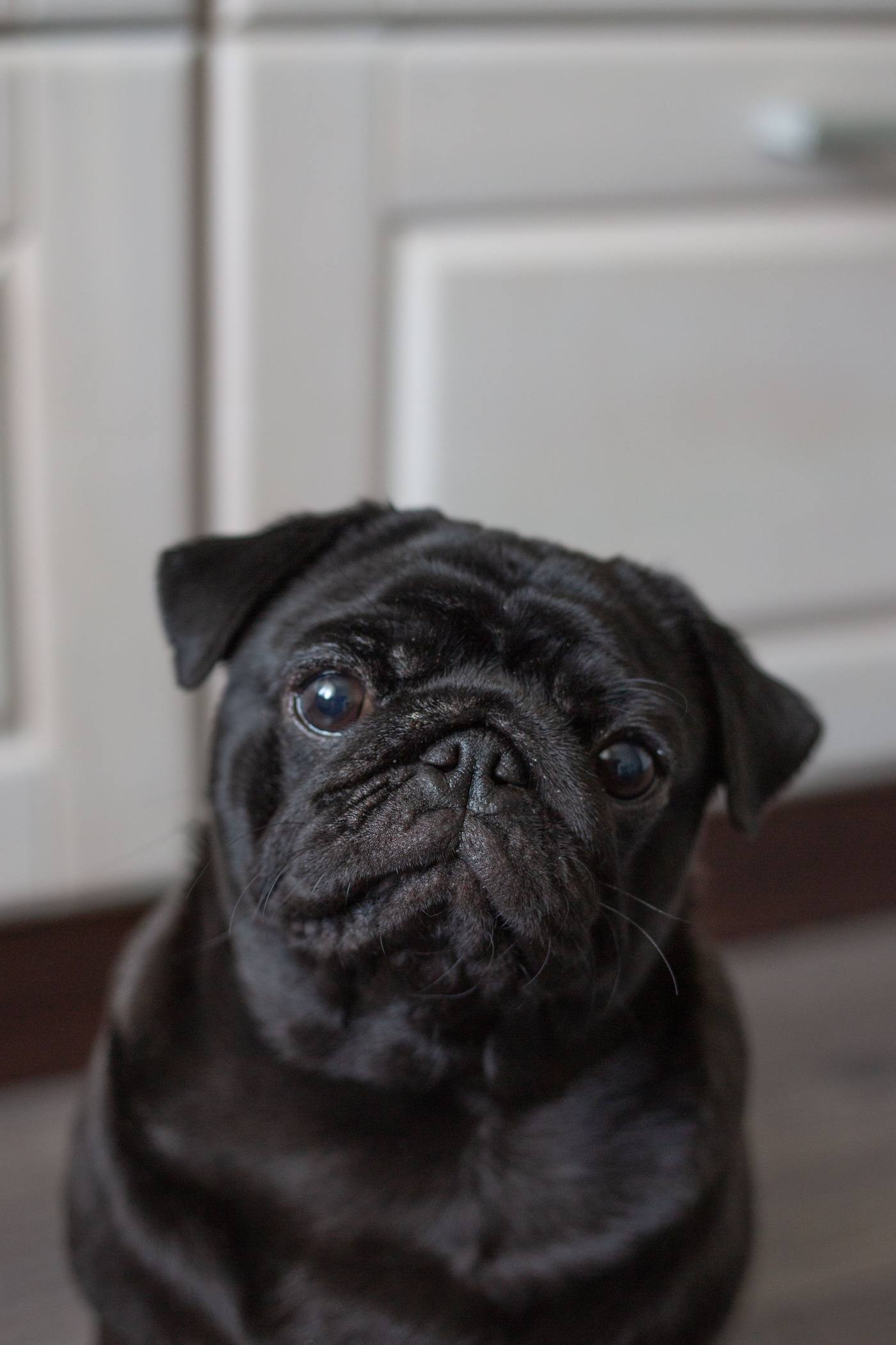 Gentle Wrinkle Grooming Wipes — pug product
